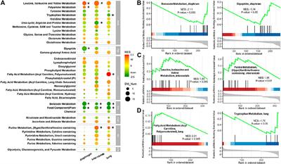 Metabolomic Profiling of Respiratory Muscles and Lung in Response to Long-Term Controlled Mechanical Ventilation